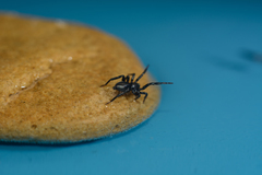 Drassyllus