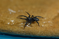 Drassyllus