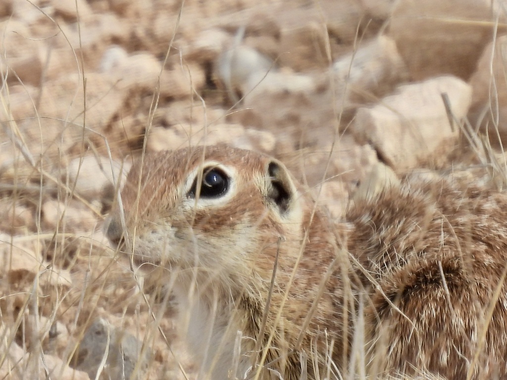 Spotted Ground Squirrel (Xerospermophilus spilosoma)