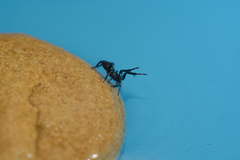 Drassyllus