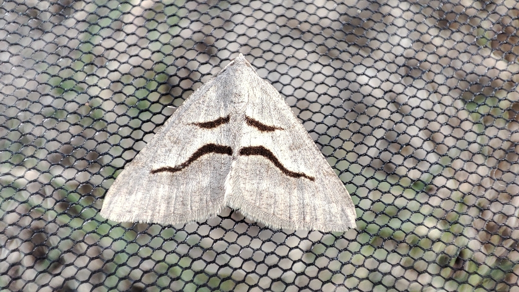 Digrammia rippertaria