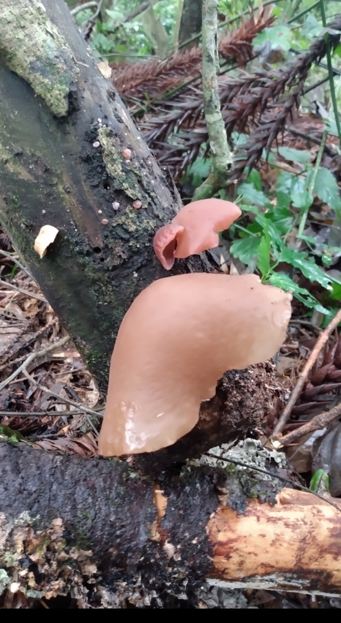 Auricularia fuscosuccinea · May 2023 · photo: © lelacappelli (iNaturalist, cc0)
