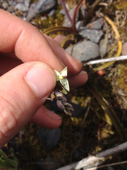 Thelymitra longifolia