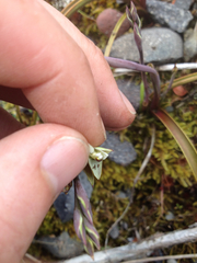 Thelymitra longifolia