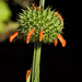 Leonotis nepetifolia nepetifolia - Photo 由 brian fisher 所上傳的 (c) brian fisher，保留部份權利CC BY-NC
