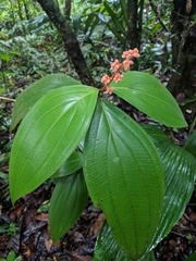 Miconia nervosa