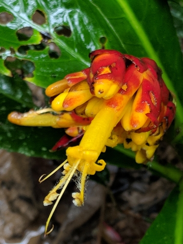 Sanchezia oblonga