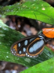 Hyposcada illinissa ida