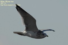 Larus argentatus vegae
