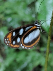 Hyposcada illinissa ida