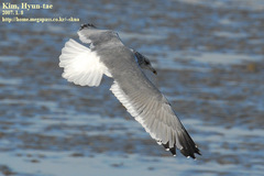 Larus argentatus vegae