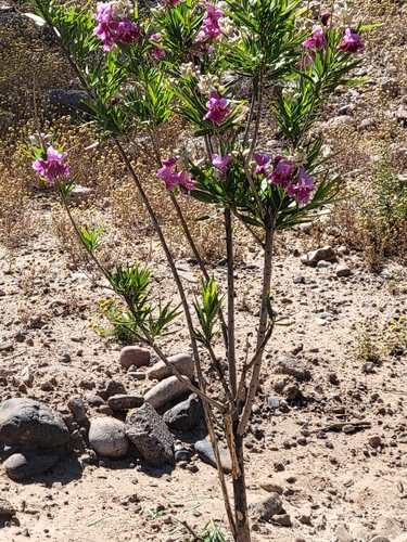 desert willow