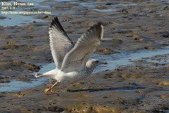 Larus argentatus vegae