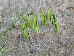 Bromus briziformis