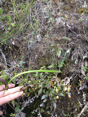 Thelymitra longifolia