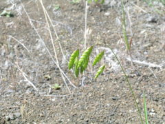 Bromus briziformis