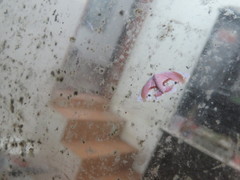 Holocryptis erubescens