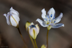 Triteleia lilacina