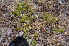 Carmichaelia corrugata