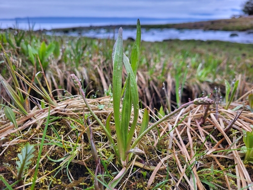 Image of Plantago macrocarpa by no rights reserved