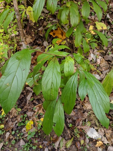 Rhamnus utilis