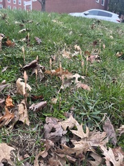 Equisetum arvense image