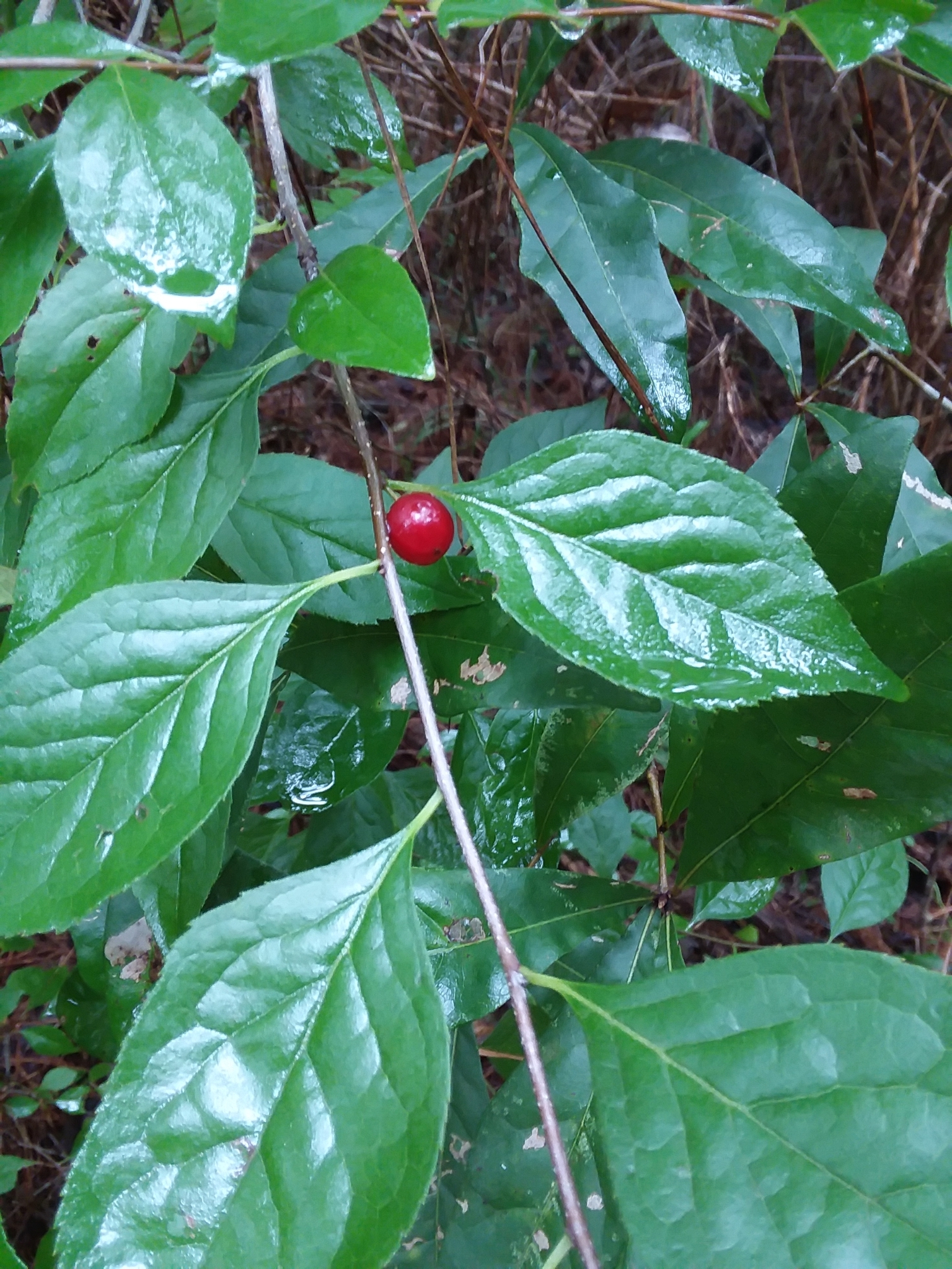 Ilex ambigua