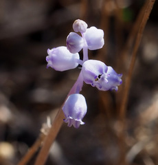 Muscari parviflorum