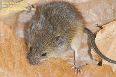 Micromys minutus