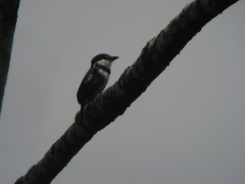 Notharchus tectus