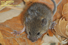 Micromys minutus