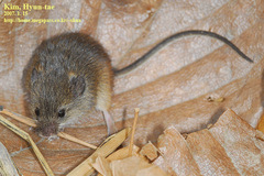 Micromys minutus