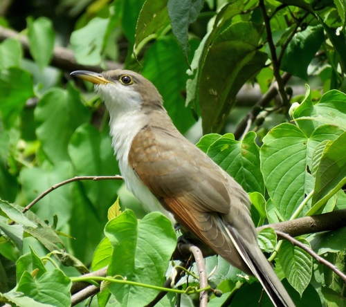 Cuclillo piquigualdo (Coccyzus americanus)