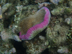 Fungia fungites