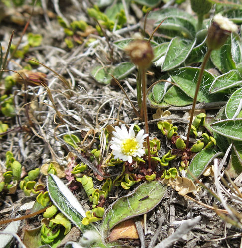 Brachyscome pinnata, photograph 3