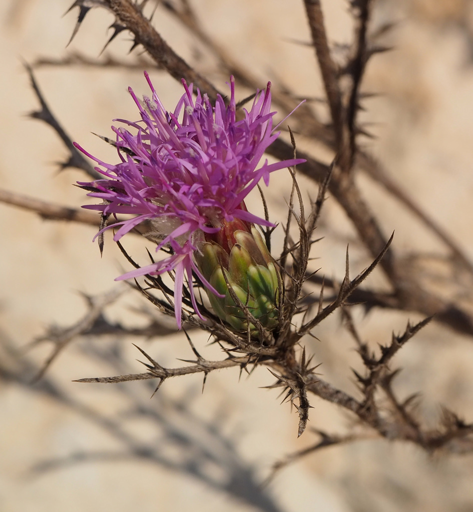 Beautiful Distaff-thistle