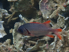 Myripristis violacea