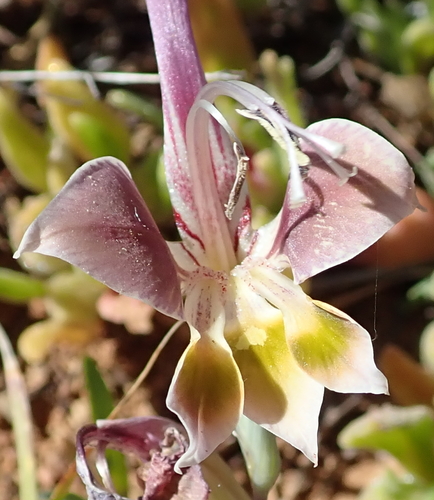 Image of Gladiolus uysiae by no rights reserved