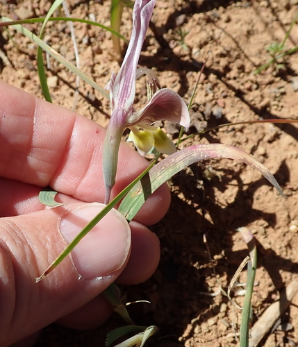 Image of Gladiolus uysiae by no rights reserved