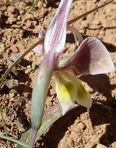 Image of Gladiolus uysiae by no rights reserved