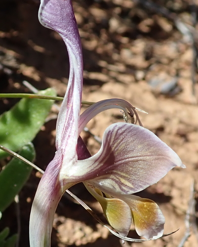 Image of Ostrich Kalkoentjie (Gladiolus uysiae) by no rights reserved