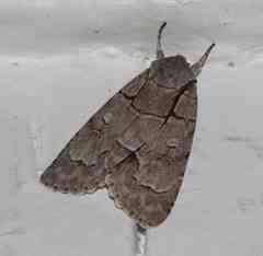 Acronicta radcliffei