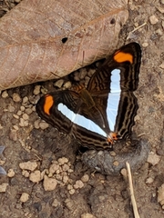 Adelpha iphiclus iphiclus