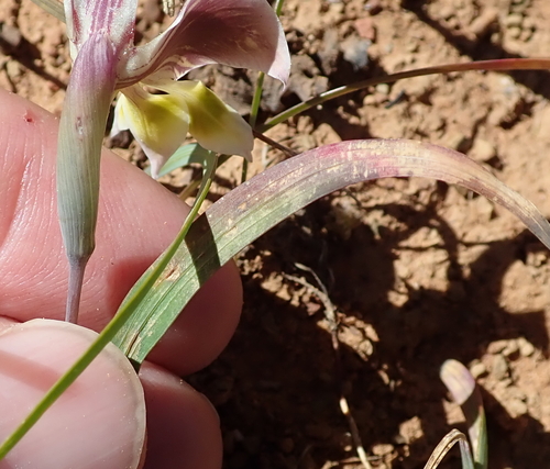 Image of Ostrich Kalkoentjie (Gladiolus uysiae) by no rights reserved