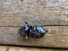 Geotrupes blackburnii