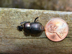 Geotrupes blackburnii