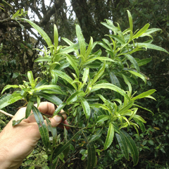 Melicytus lanceolatus