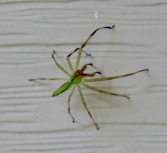 Lyssomanes viridis
