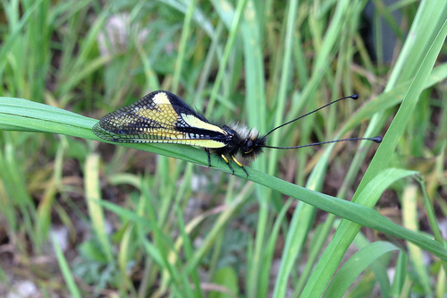 Owly Sulphur, photo 4 of 10