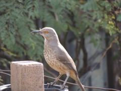 Toxostoma curvirostre